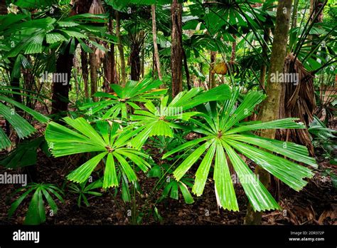 Daintree rainforest plants hi-res stock photography and images - Alamy