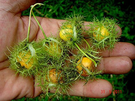 Passiflora foetida Linn. | Subang Jaya, Selangor, Malaysia. … | Flickr