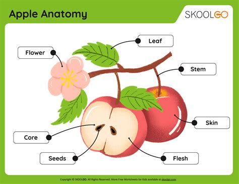 Apple Anatomy - Free Worksheet - SKOOLGO