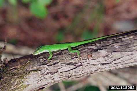 Green Anole - Anolis carolinensis - NatureWorks