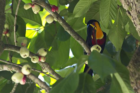 _V3A4610arw50 Toucan feeding in a tree at the Botanical Ga… | Flickr