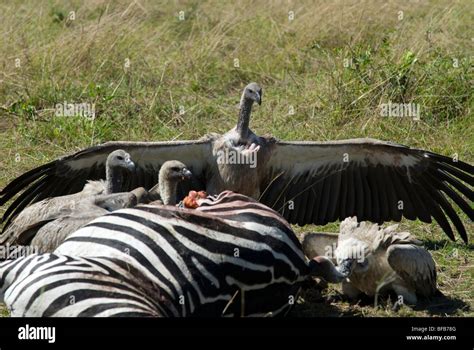 Vultures eating carcas hi-res stock photography and images - Alamy