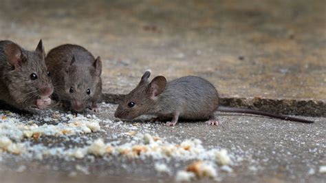 4 Signs You Have a Mice Infestation Problem in Your Home - Colorado ...