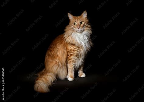 Fluffy Maine Coon cat. A cute Maine Coon female cat portrait. Stock Photo | Adobe Stock