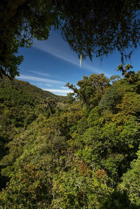 View of Cloud Forest in La Amistad National Park Stock Image - Image of ...