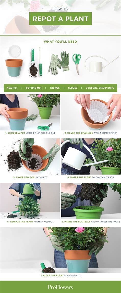 How to Repot a Plant: 7 Simple Steps With Pictures | ProFlowers