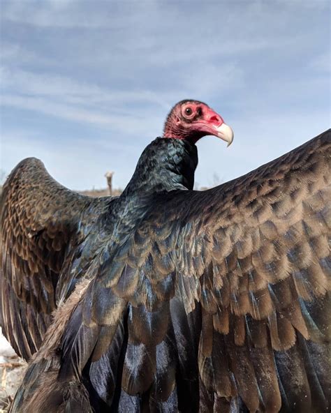 Turkey vultures are known for standing in one spot while spreading out their enormous 6 ...