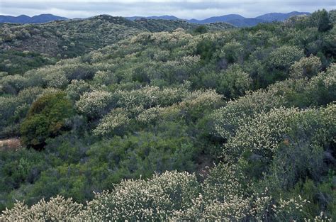 Chaparral Types | Chaparral, San bernardino national forest, Plants