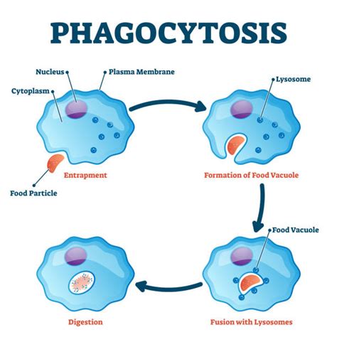 100+ Phagocytosis Diagram Stock Illustrations, Royalty-Free Vector Graphics & Clip Art - iStock