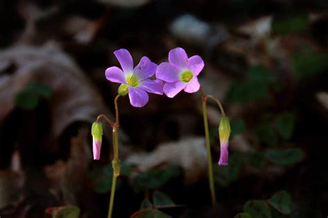 A pair of Violet Wood Sorrel flowers stand among the fallen leaves on the forest floor in Spring ...