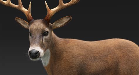 Deer (Fur) Rigged - CGHero