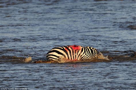 Nile Crocodiles attack and eat a migrating zebra as it crosses river in Kenya | Daily Mail Online