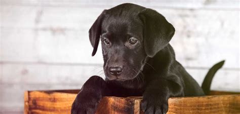 Black Dog Breeds