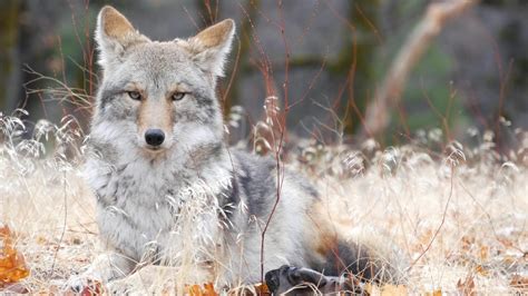 Coyolobo: Características, Hábitat y Alimentación del Coywolf - eco360