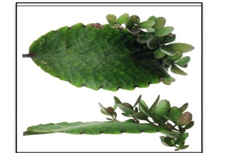 Leaves of Bryophyllum. | Download Scientific Diagram