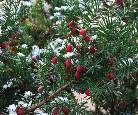 7 Best Dwarf Evergreen Trees For Your Garden | UpGardener™