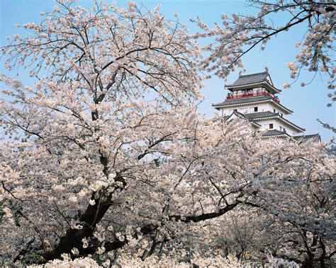 Aizu-wakamatsu | Castle Town, Samurai, Feudalism | Britannica