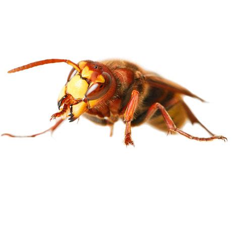 Ground Hornets - Pest Guide | Ledford's Pest Control