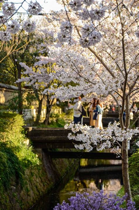 Sakura Kyoto - The 10 Most Beautiful Cherry Blossom Spots In Kyoto