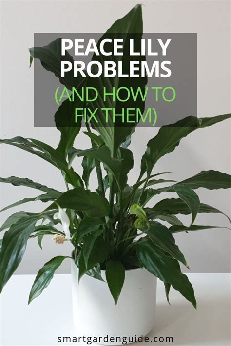 5 peace lily problems and how to fix them – Artofit