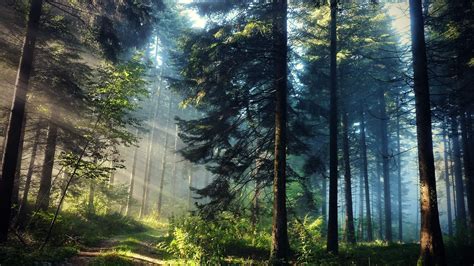 Landscape photography of a forest HD wallpaper | Wallpaper Flare