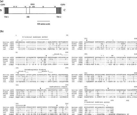 Structure and sequence comparisons of CD36. (a) Proposed domain... | Download Scientific Diagram