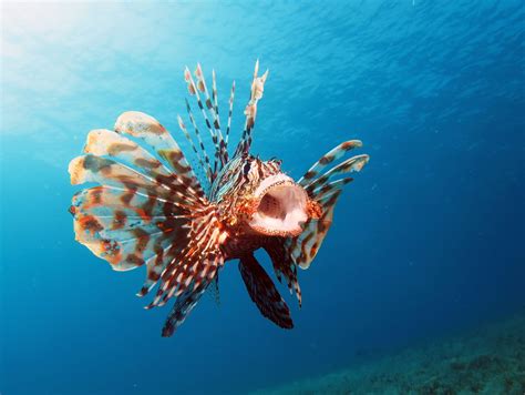 What Do Lionfish Eat