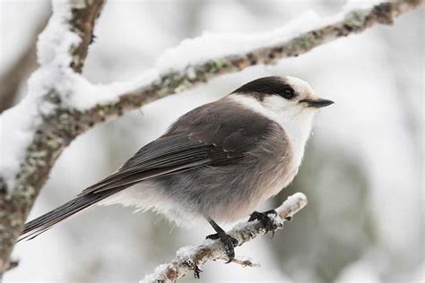 Canada National Bird