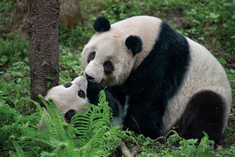 3 Places to See China's Giant Pandas