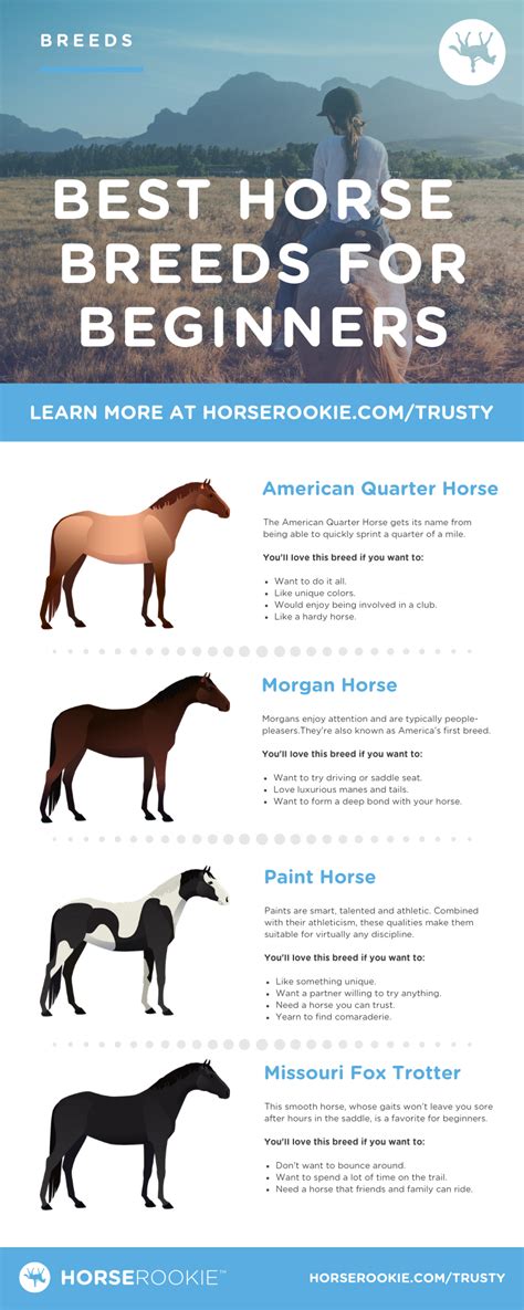 Friendly & Fun: 4 Best Horse Breeds for Beginners