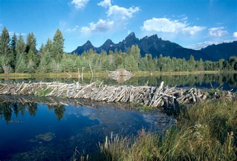 Beaver - Castor canadensis | Wildlife Journal Junior