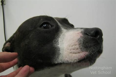 What is Canine Atopic Dermatitis? - The University of Nottingham