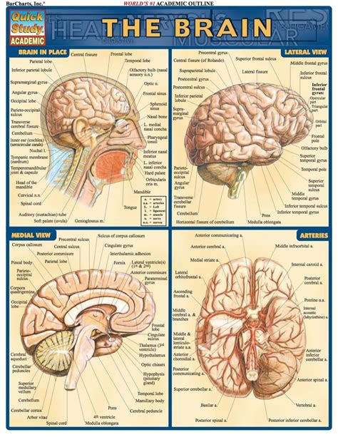 Brain Anatomy Top View