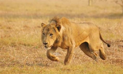 Mozambican Wildlife Safari - Gorongosa, Niassa Game Reserve