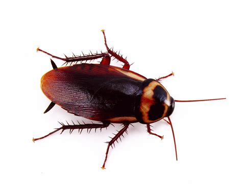 PNG Cockroach Transparent Cockroach.PNG Images. | PlusPNG