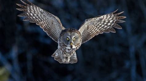 Download Animal Owl HD Wallpaper