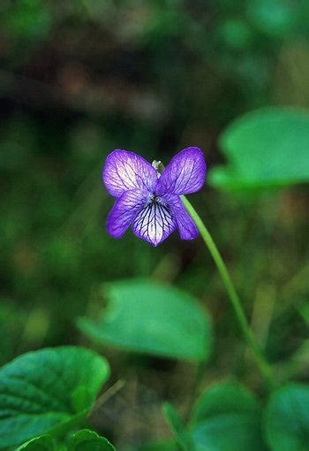 Alaska Violet Flower Essence - Viola langsdorfii – Alaskan Essences ...