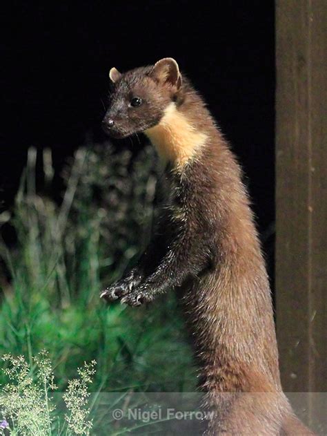 Pine Marten at night from the Speyside Wildlife hide