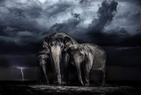 Elephant 4k PC Wallpapers - Wallpaper Cave