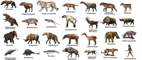 Realfoodworks.com | Classification of Mammals