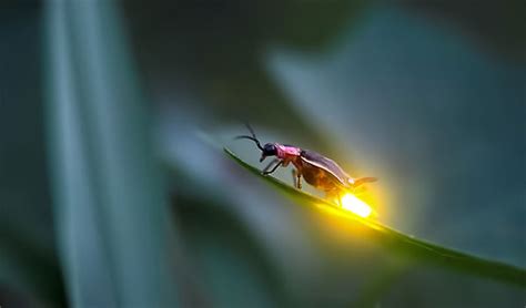 Learn the glowing mechanism of fireflies