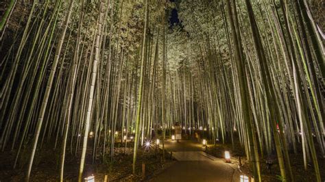 Arashiyama Bamboo Grove in Kyoto has a spectacular illumination this ...