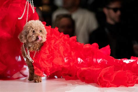LOOK: Dogs hit the catwalk at New York Fashion Week