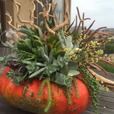 Thanksgiving Centerpieces Using Succulents and Drought-Resistant Plants ...