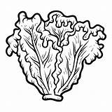 Lettuce Coloring Pages sketch template