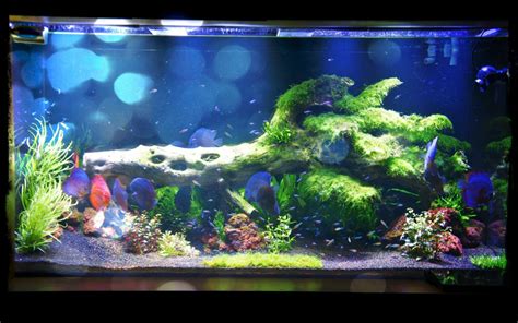 Planted freshwater aquarium lighting •Orphek