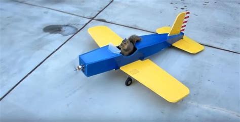 Man Claims Squirrel Stole His Model Plane, Has Video To Prove It | Squirrel, Cute squirrel, Cute ...