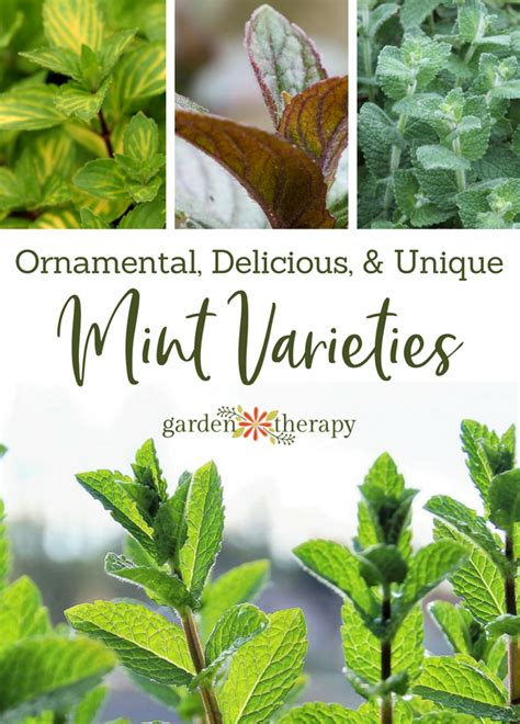 Ornamental, Delicious, and Unique Mint Varieties You Should be Growing ...