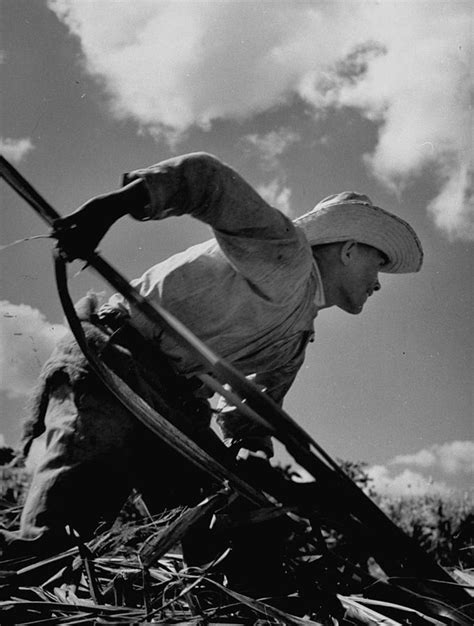 Sugar Cane Farmer Working In The Fields by Hansel Mieth