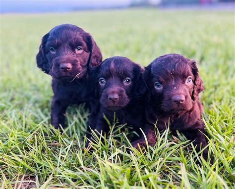 Boykin Spaniel Puppies For Sale